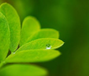 Preview wallpaper leaves, plants, greenery, background