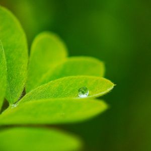 Preview wallpaper leaves, plants, greenery, background