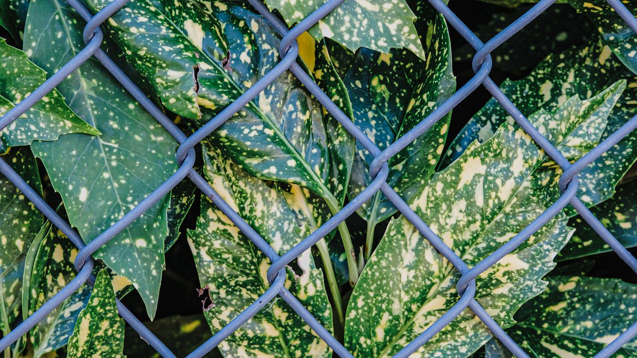 Wallpaper leaves, plants, grid, wire