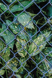 Preview wallpaper leaves, plants, grid, wire