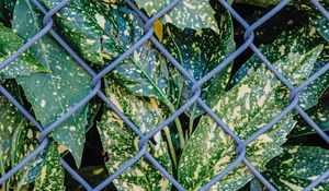 Preview wallpaper leaves, plants, grid, wire