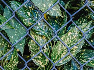 Preview wallpaper leaves, plants, grid, wire