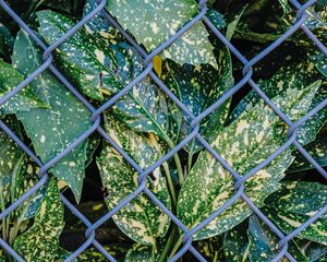 Preview wallpaper leaves, plants, grid, wire