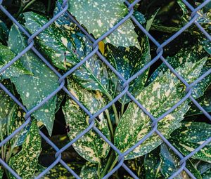 Preview wallpaper leaves, plants, grid, wire