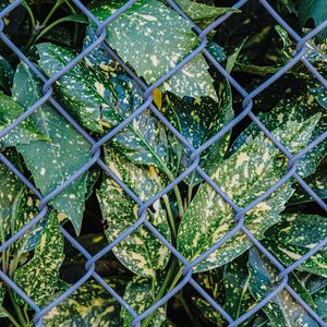 Preview wallpaper leaves, plants, grid, wire