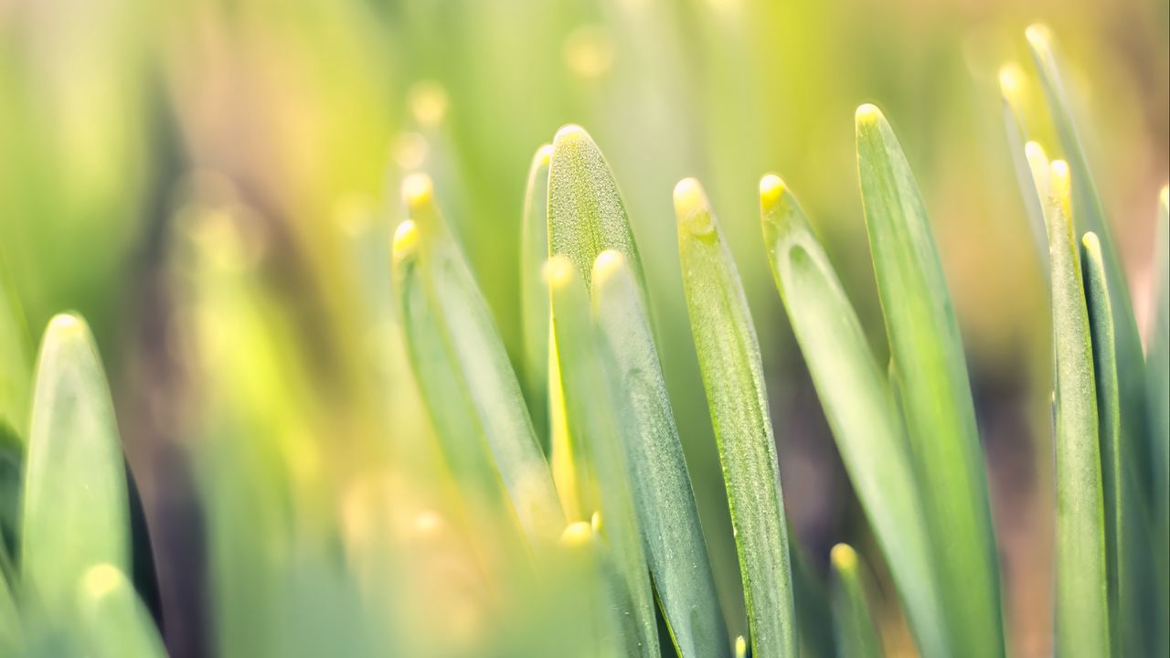 Wallpaper leaves, plants, macro, blur