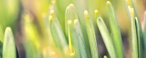 Preview wallpaper leaves, plants, macro, blur