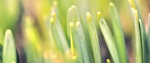 Preview wallpaper leaves, plants, macro, blur