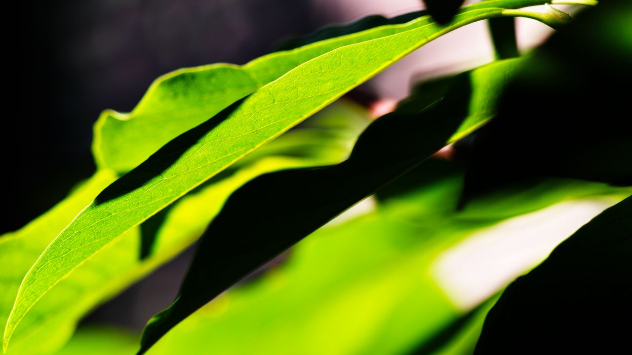 Wallpaper leaves, plants, macro, light, green