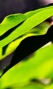 Preview wallpaper leaves, plants, macro, light, green