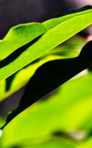 Preview wallpaper leaves, plants, macro, light, green