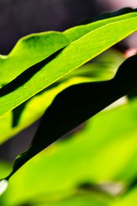 Preview wallpaper leaves, plants, macro, light, green