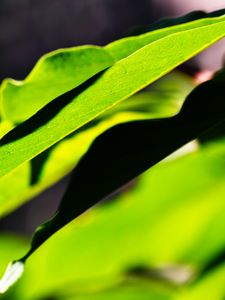 Preview wallpaper leaves, plants, macro, light, green