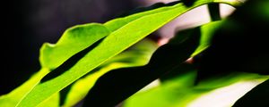 Preview wallpaper leaves, plants, macro, light, green