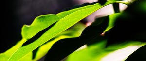 Preview wallpaper leaves, plants, macro, light, green