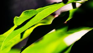 Preview wallpaper leaves, plants, macro, light, green