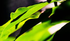 Preview wallpaper leaves, plants, macro, light, green