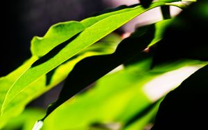 Preview wallpaper leaves, plants, macro, light, green