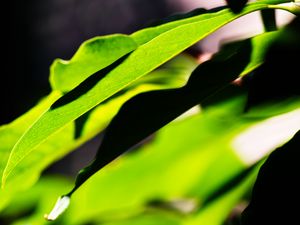 Preview wallpaper leaves, plants, macro, light, green