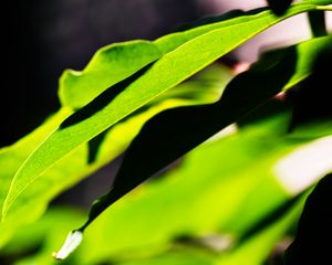 Preview wallpaper leaves, plants, macro, light, green