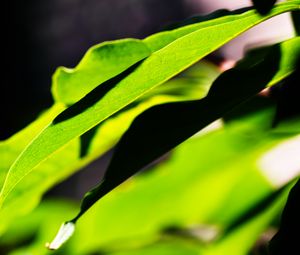 Preview wallpaper leaves, plants, macro, light, green