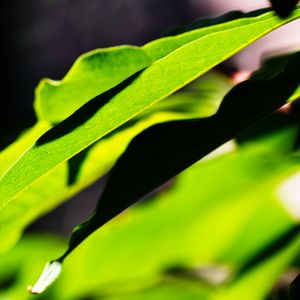 Preview wallpaper leaves, plants, macro, light, green