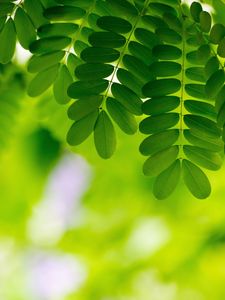 Preview wallpaper leaves, plants, macro, green
