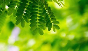 Preview wallpaper leaves, plants, macro, green