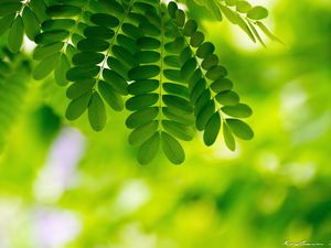 Preview wallpaper leaves, plants, macro, green