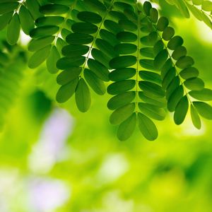 Preview wallpaper leaves, plants, macro, green