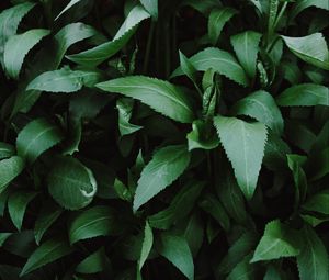 Preview wallpaper leaves, plants, shine, green