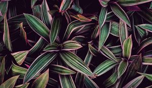 Preview wallpaper leaves, plants, stripes, purple