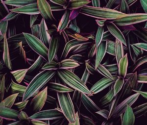Preview wallpaper leaves, plants, stripes, purple