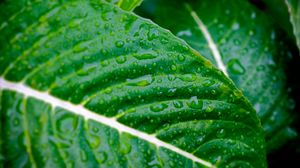 Preview wallpaper leaves, plants, strips, drops