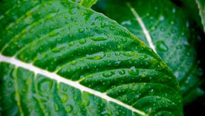 Preview wallpaper leaves, plants, strips, drops