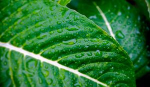 Preview wallpaper leaves, plants, strips, drops