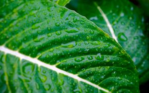 Preview wallpaper leaves, plants, strips, drops