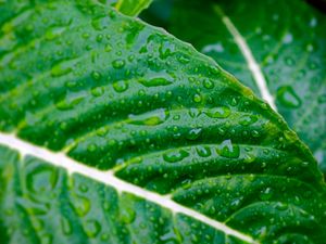 Preview wallpaper leaves, plants, strips, drops