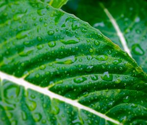 Preview wallpaper leaves, plants, strips, drops