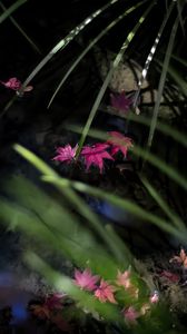 Preview wallpaper leaves, pond, autumn, maple leaves, grass