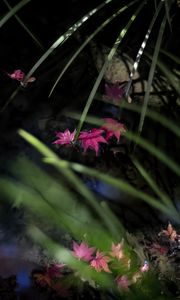 Preview wallpaper leaves, pond, autumn, maple leaves, grass