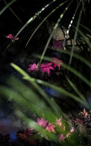 Preview wallpaper leaves, pond, autumn, maple leaves, grass