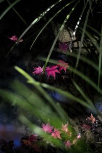 Preview wallpaper leaves, pond, autumn, maple leaves, grass