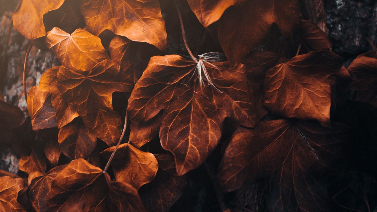 Wallpaper leaves, poplar, veins, macro