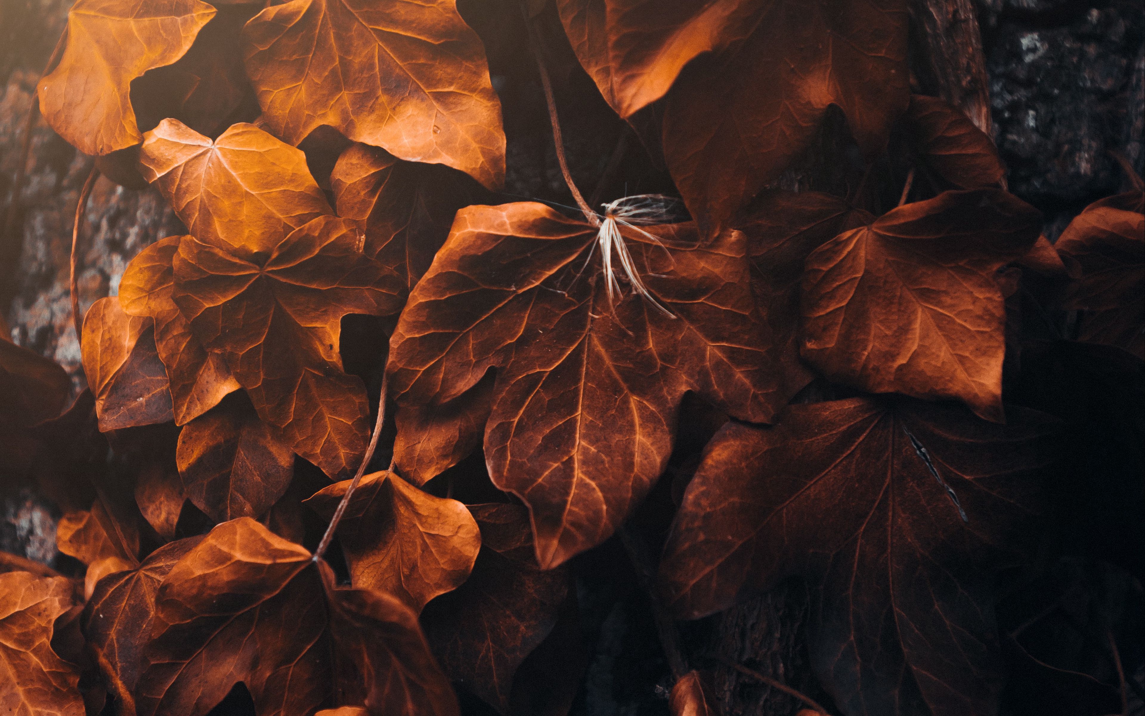 Download wallpaper 3840x2400 leaves, poplar, veins, macro 4k ultra hd ...