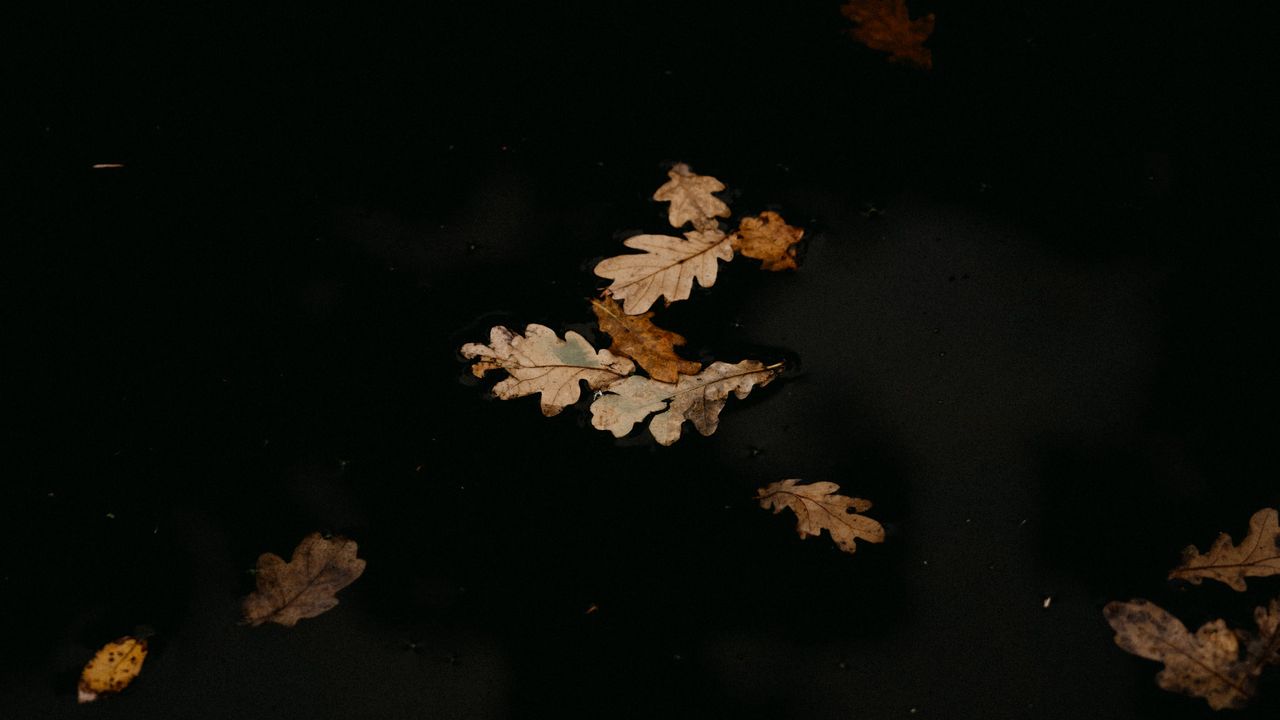 Wallpaper leaves, puddle, autumn