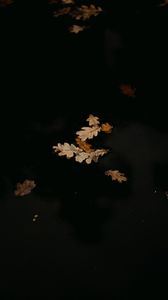Preview wallpaper leaves, puddle, autumn
