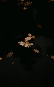 Preview wallpaper leaves, puddle, autumn