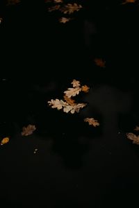 Preview wallpaper leaves, puddle, autumn