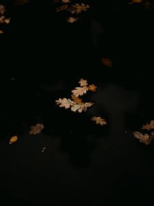 Preview wallpaper leaves, puddle, autumn